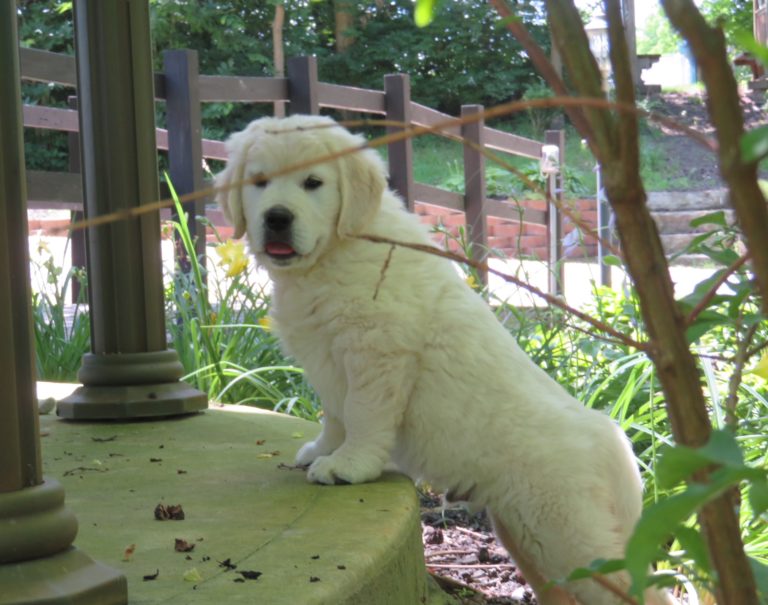 Puppy On Step