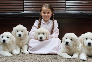 Five English Golden Retriever Puppies With Child